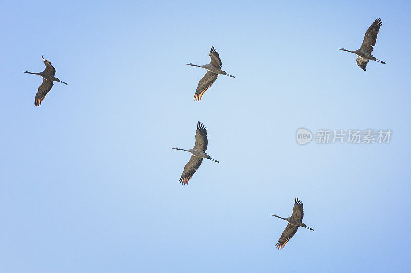 一组普通的起重机(Grus Grus)在天空中